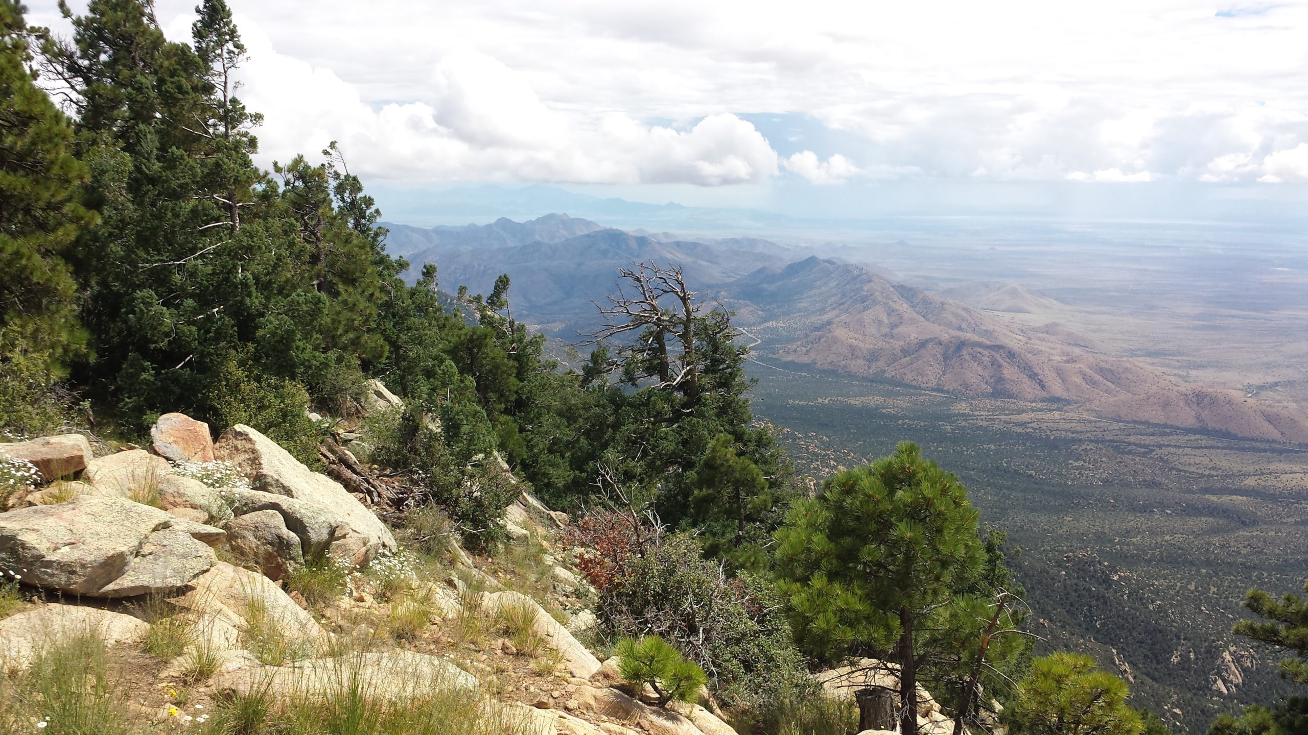 Pinaleño Sacred Springs Restoration Project – Taproot Collaborative